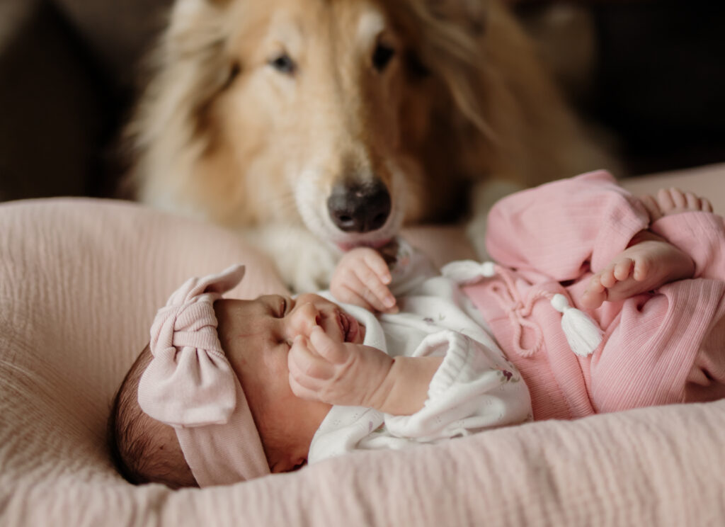 Newborn and pet dog during newborn photoshoot.
