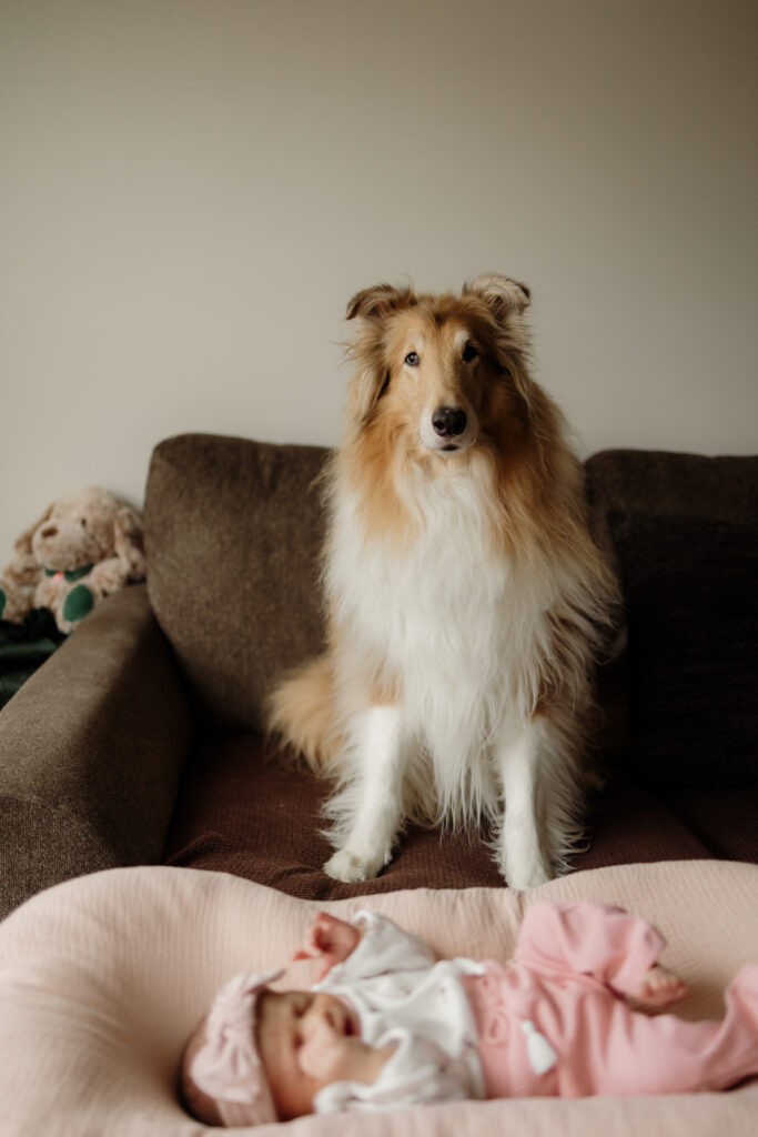 Newborn and pet dog during newborn session.